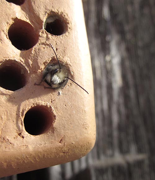 Traue nicht dem Ort, an dem kein Unkraut wächst - Bienen und Blumen für unserer Region