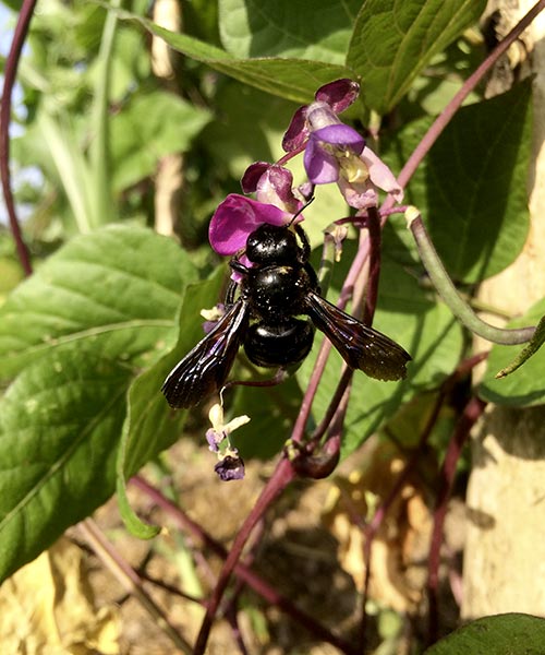 Traue nicht dem Ort, an dem kein Unkraut wächst - Bienen und Blumen für unserer Region