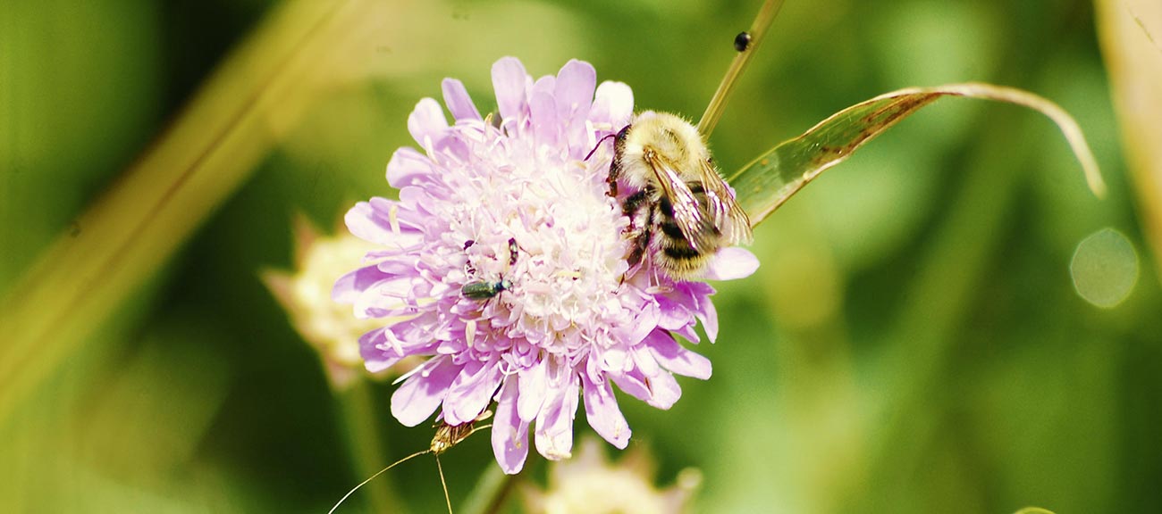 Traue nicht dem Ort, an dem kein Unkraut wächst - Bienen und Blumen für unserer Region