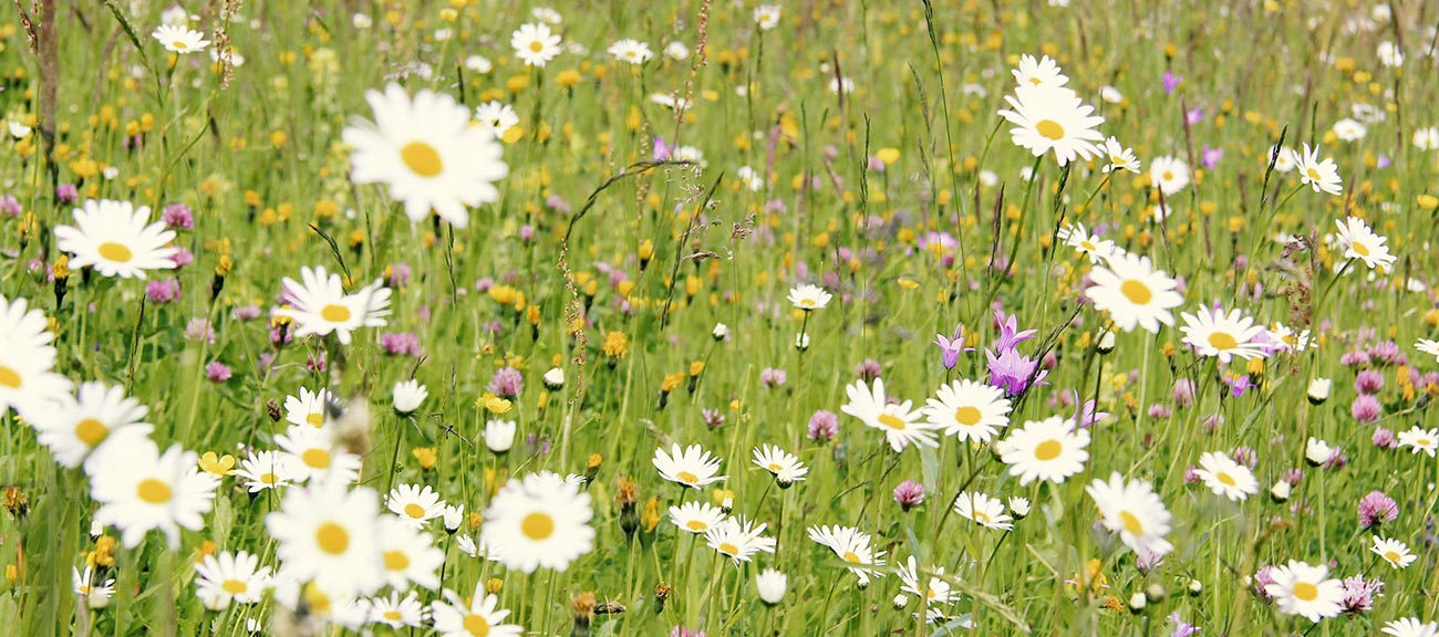 Traue nicht dem Ort, an dem kein Unkraut wächst - Bienen und Blumen für unserer Region