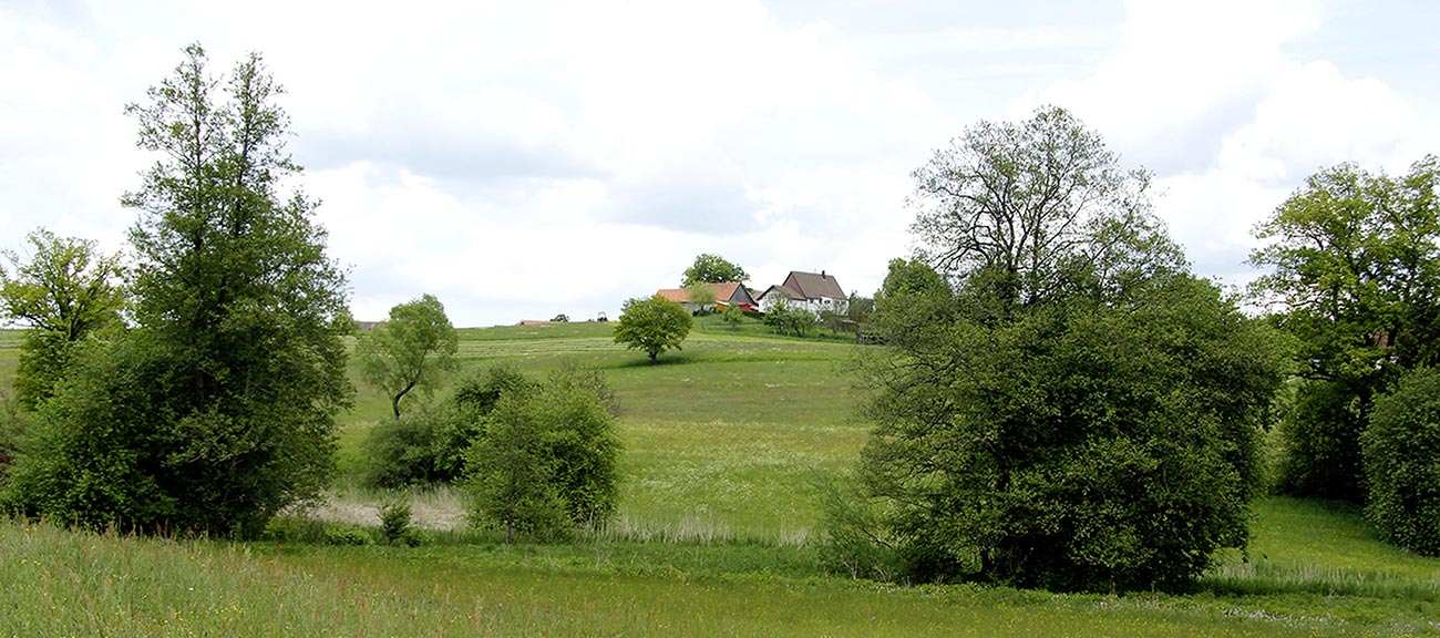 Traue nicht dem Ort, an dem kein Unkraut wächst - Bienen und Blumen für unserer Region