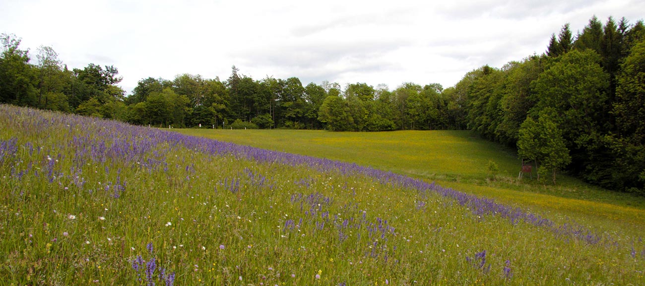 Traue nicht dem Ort, an dem kein Unkraut wächst - Bienen und Blumen für unserer Region